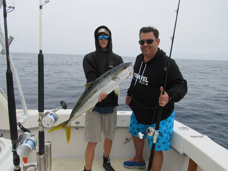 Yellowtail fish